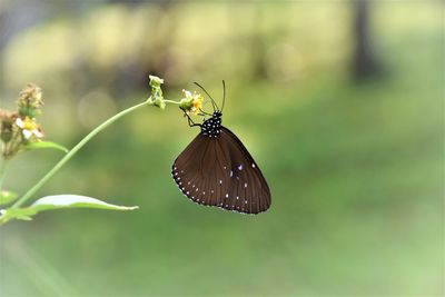 Butterfly on leaf