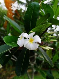 Close-up of white flower