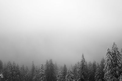 Trees on landscape against clear sky