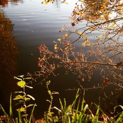 Reflection of trees in water