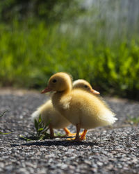 Close-up of a bird on land