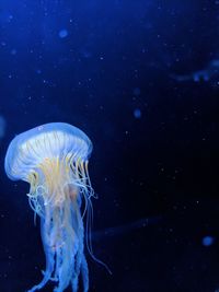 Close-up of jellyfish swimming in water