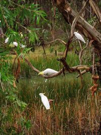 Birds perching on a lake