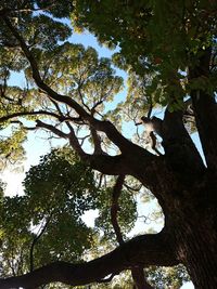 Low angle view of trees