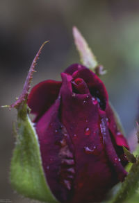 Close-up of wet flower