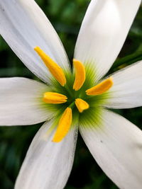 Close-up of white flower