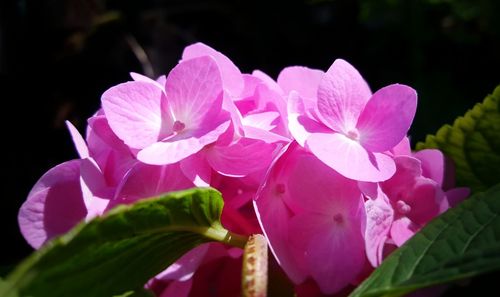 Close-up of pink flowers blooming outdoors