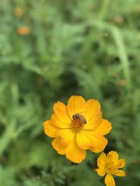 Close-up of insect on yellow flower