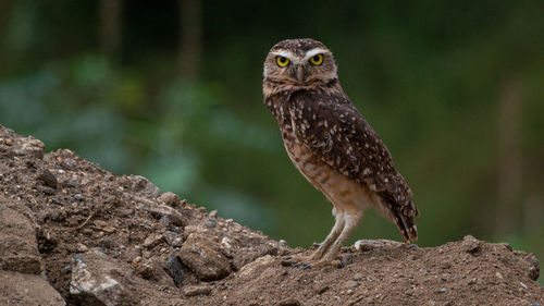 bird