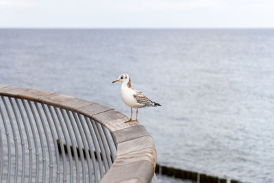 Seagull perching on railing