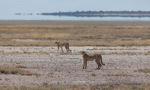 Cheetah brothers roaming the etosha plains