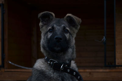 Little dog