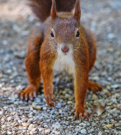 Portrait of squirrel