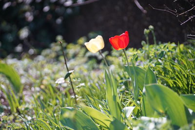 Close-up of red flowering plants on land