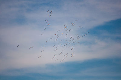 Low angle view of birds flying in sky