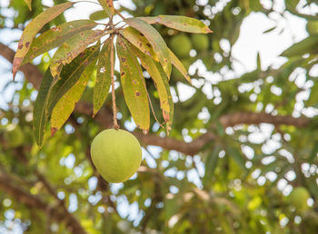 Low angle view of fruits on tree