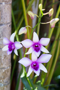 Close-up of purple flowering plant