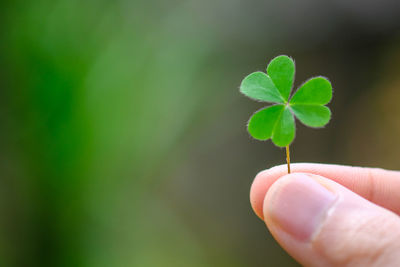 Close-up of hand holding small plant