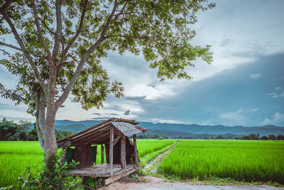 Scenic view of agricultural field against sky