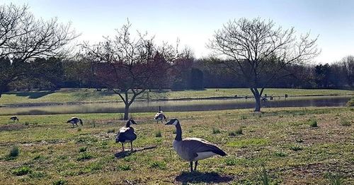 Bare trees on grassy field