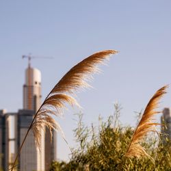 Low angle view of feather on building against sky