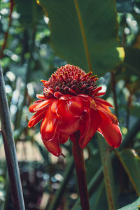 Close-up of red flower