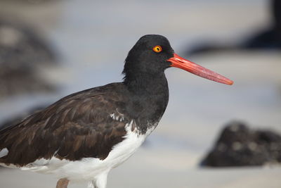 Closeup side on portrait of lava gull larus fuliginosus red eye staring at camera galapagos islands. 