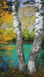 Trees by sea