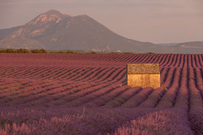 Scenic view of field against mountains