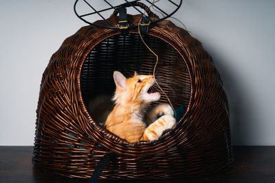 Close-up of a ginger norwegian forest cat in basket