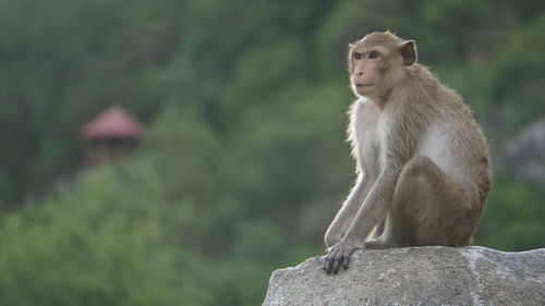 Lion sitting on rock