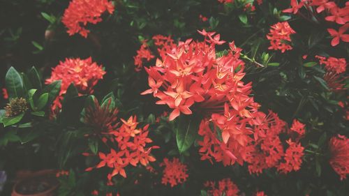 Close-up of pink flowers in park