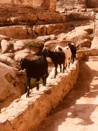 Cows standing in a desert