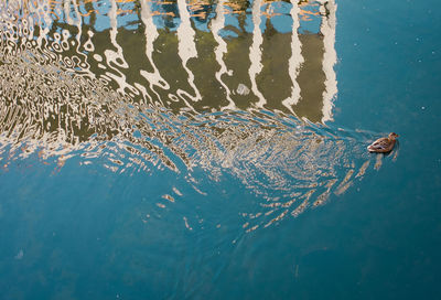 High angle view of bird swimming in sea