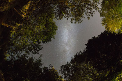 Silhouette trees in forest against sky at night