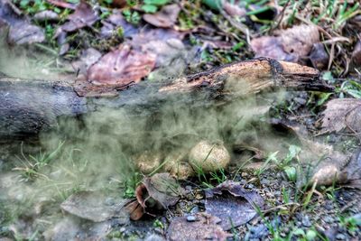 High angle view of moss on rocks in forest