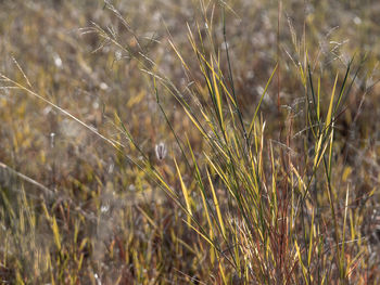 plant