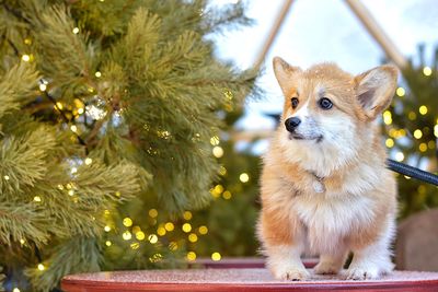 Portrait of a puppy of corgi looking away