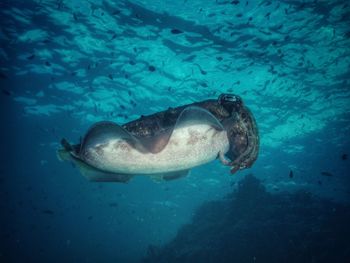 Low angle of squid swimming in ocean