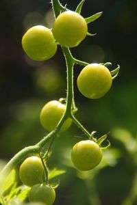 Close-up of lemon growing on plant