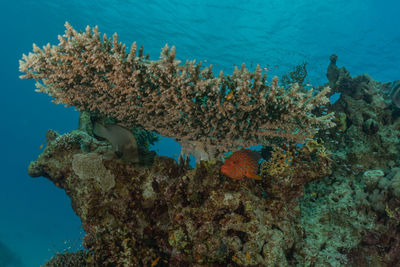 Low angle view of coral in the sea