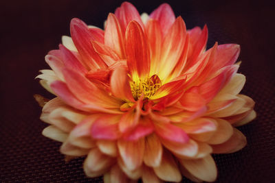 Close-up of yellow flower