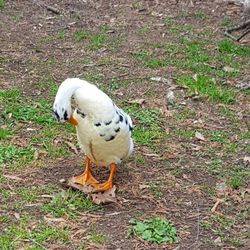 Close-up of bird on field