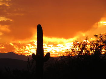 Silhouette of cactus during sunset