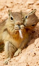 Close-up of squirrels on field