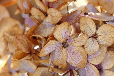 Close-up of flowers