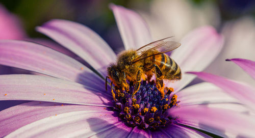 Close-up of insect on pink flower