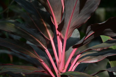 Close-up of red flowering plant