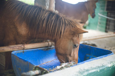 Rare japanese native horse on miyako island, okinawa prefecture miyako horse