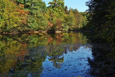 Reflection of trees in lake during autumn